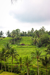 Fototapeta na wymiar rice terraces island