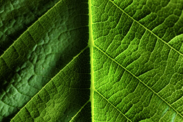 texture green leaf macro abstract background nature