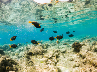 corals and tropical fish underwater sea life