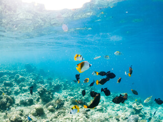 corals and tropical fish underwater sea life