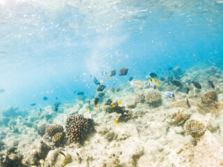 corals and tropical fish underwater sea life