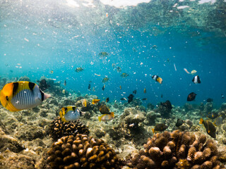 corals and tropical fish underwater sea life