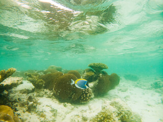 corals and tropical fish underwater sea life