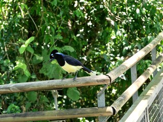 blackbird on a fence
