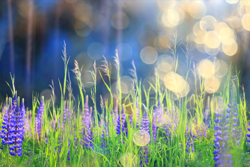 landscape wild flowers rays of the sun in the lupine flower field