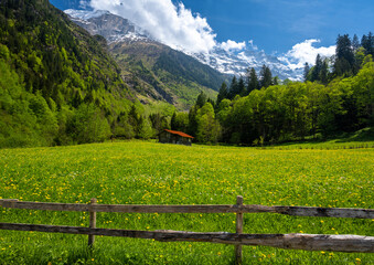 Fototapeta na wymiar spring meadow in Alps in Lauterbrunnen village in Switzerland