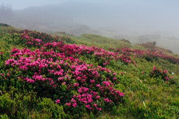View of hills, covered with fresh blossom rhododendrons at mist. Spring mountains landscape.
