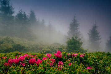 Fototapeta premium View of hills, covered with fresh blossom rhododendrons at mist. Spring mountains landscape.