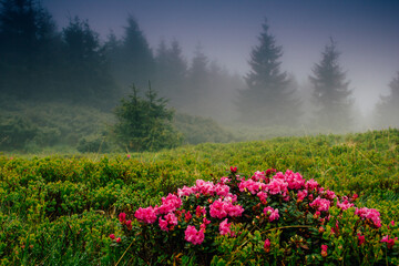 Obraz premium View of hills, covered with fresh blossom rhododendrons at mist. Spring mountains landscape.