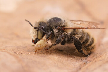 Closeup on a male Coast leafcutter solitary mason bee , Megachile maritima with it's typical thick...