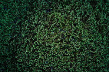 texture coral underwater reef background sea