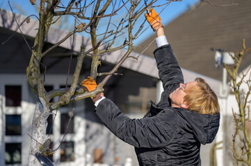 Senior woman is pruning branches of a fruit tree in her backyard in late winter