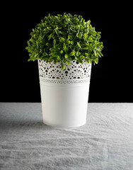 flowerpot with plant