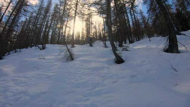 man who hike with a splitboard in a mountain forest. Sunny day which backlight through the trees the low angle scene.