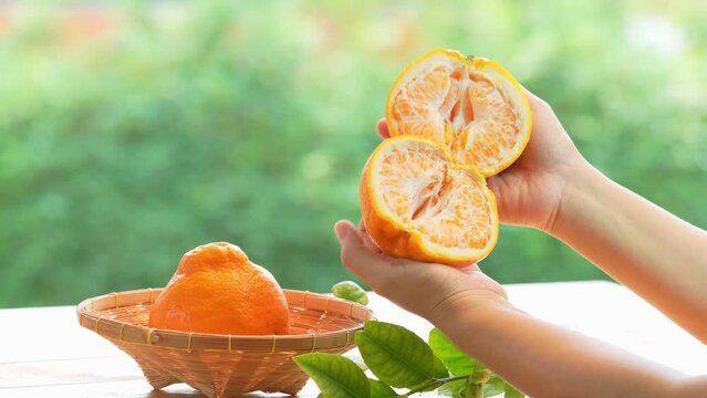 Hand peeling oranges Fresh Sweet Orange fruit over blur greenery background, Dekopon orange or sumo mandarin tangerine over green natural Blur background.