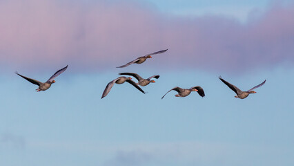 Graugänse im Flug.
