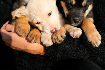a girl of thirty is holding homeless puppies in her hands, a woman is a volunteer she helps the...