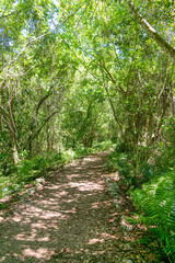 coffee and cocoa fields in the middle of the tropical jungle