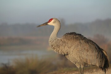 Sandhill Crane in the Morning Light Sweetwater Wetlands Park Gainesville FL