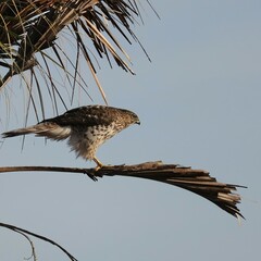 Juvenile Coopers hawk Yellow Eyes Sweetwater Wetlands