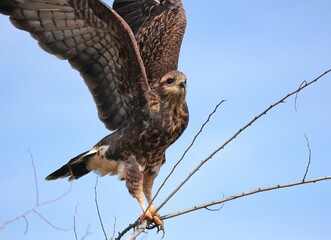 Endangered Snail Kite at Paynes Prairie 