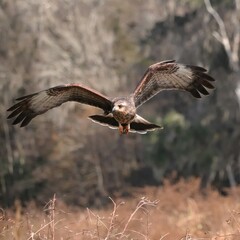 Endangered Snail Kite at Paynes Prairie 