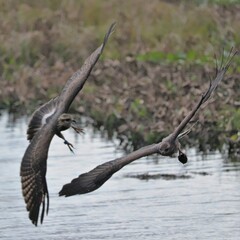 Endamgered Snail Kites fighting over a snail meal at Paynes Prairie