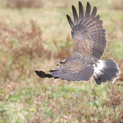 Endangered Snail Kite at Paynes Prairie 