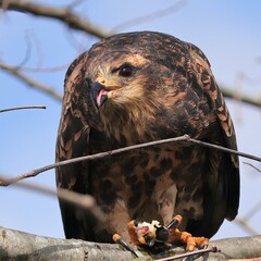 Endangered Snail Kite Enjoying a Meal at Paynes Prairie