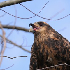 Endangered Snail Kite Enjoying a Meal at Paynes Prairie