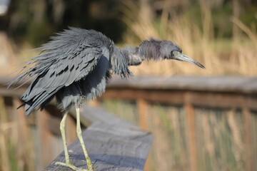 Little Blue Heron Sweetwater Wetlands Park Gainesville FL