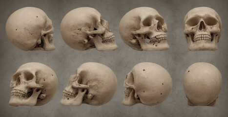 Old human skull anatomy illustration with a Halloween theme featuring a collage of different angles. - obrazy, fototapety, plakaty