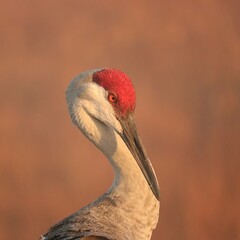 Sandhill Crane Morning Light Golden Blue Hour Sweetwater Wetlands Park Gainesville