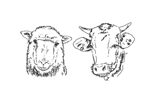 Line art sketch hand drawn doodle design of sheep, goat and cow for ied al adha illustration simple