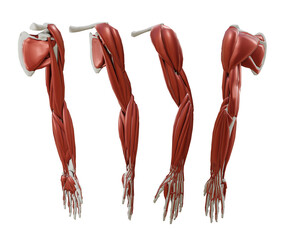 3d rendering anatomy of human body parts arm muscles and bones perspective view