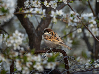 sparrow bird in saudi arabia