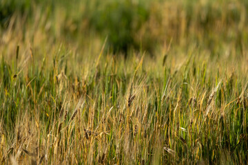 wheat farming in saudi arabia