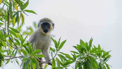 Grüner Affe im Baum