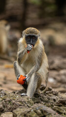 Grüner Affe isst Frucht