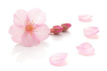 桜 花びら ピンク 春 白 背景