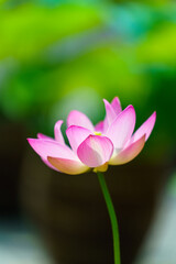 Fototapeta premium 蓮の花