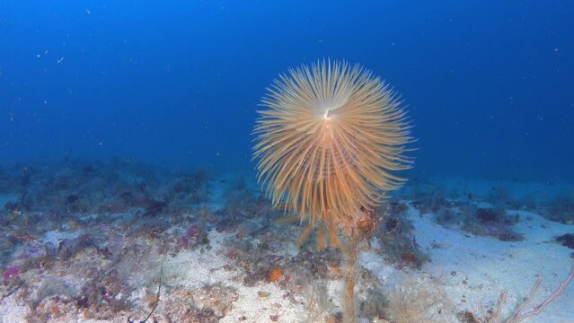 Deep scuba diving - Marine worm -spirograph- closes near the camera - Marine life