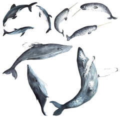 Hand drawn watercolor set of illustrations of aquatic animals: whales, dolphins and narwhals. Isolated on white. For printing design.