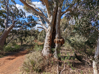 A typical dirt track through the dry  bush in the Australian Capital Territory. © Wendy