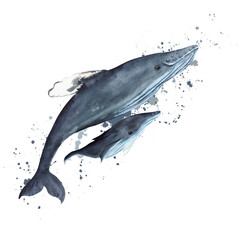 Hand drawn watercolor illustration of humpback whales. Isolated on white. For printing design.