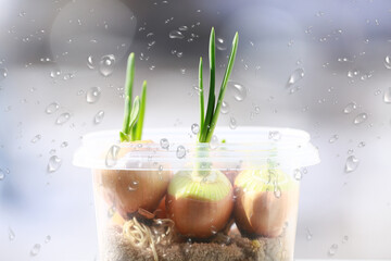 home grown fresh green onions 