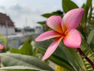 pink frangipani flower
