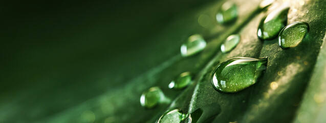 Drops of clean transparent water on leaves. Natural background