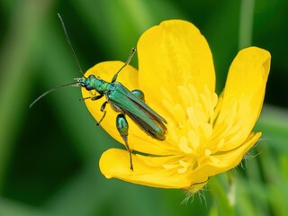 Thick legged flower beetle /Oedemeridae