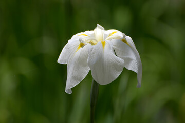平安神宮　白虎池の花菖蒲　京都市左京区